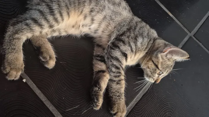 Gato raça SRD-ViraLata idade 2 a 6 meses nome Sem nome definido 