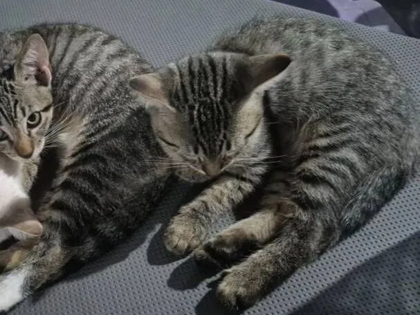 Gato raça SRD-ViraLata idade 2 a 6 meses nome Sem nome definido 