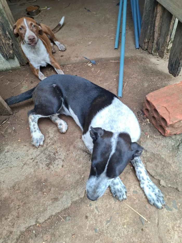 Cachorro raça SRD-ViraLata idade 2 a 6 meses nome Preta e dengue