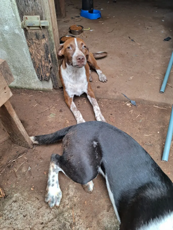 Cachorro raça SRD-ViraLata idade 2 a 6 meses nome Preta e dengue