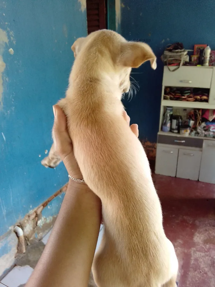 Cachorro raça Pinscher idade Abaixo de 2 meses nome Sem nome