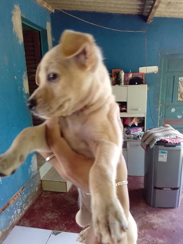 Cachorro raça Pinscher idade Abaixo de 2 meses nome Sem nome