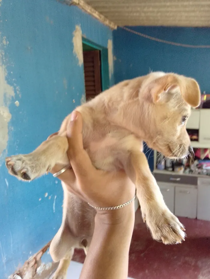 Cachorro raça Pinscher idade Abaixo de 2 meses nome Sem nome