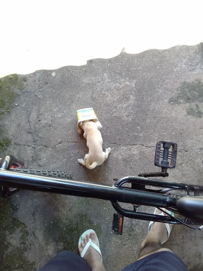 Cachorro raça Pinscher idade Abaixo de 2 meses nome Sem nome