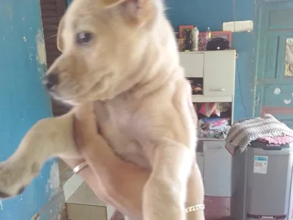 Cachorro raça Pinscher idade Abaixo de 2 meses nome Sem nome