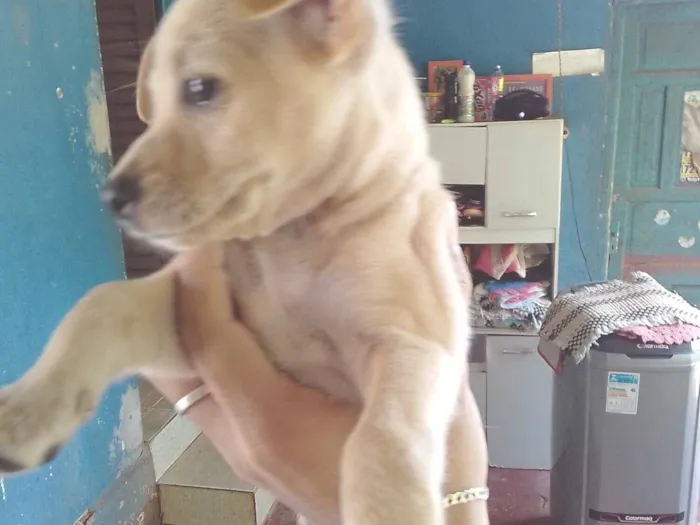 Cachorro raça Pinscher idade Abaixo de 2 meses nome Sem nome