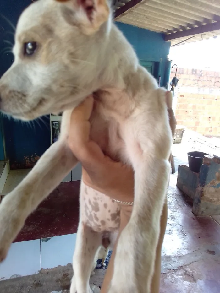 Cachorro raça Pinscher idade Abaixo de 2 meses nome Não tem nome