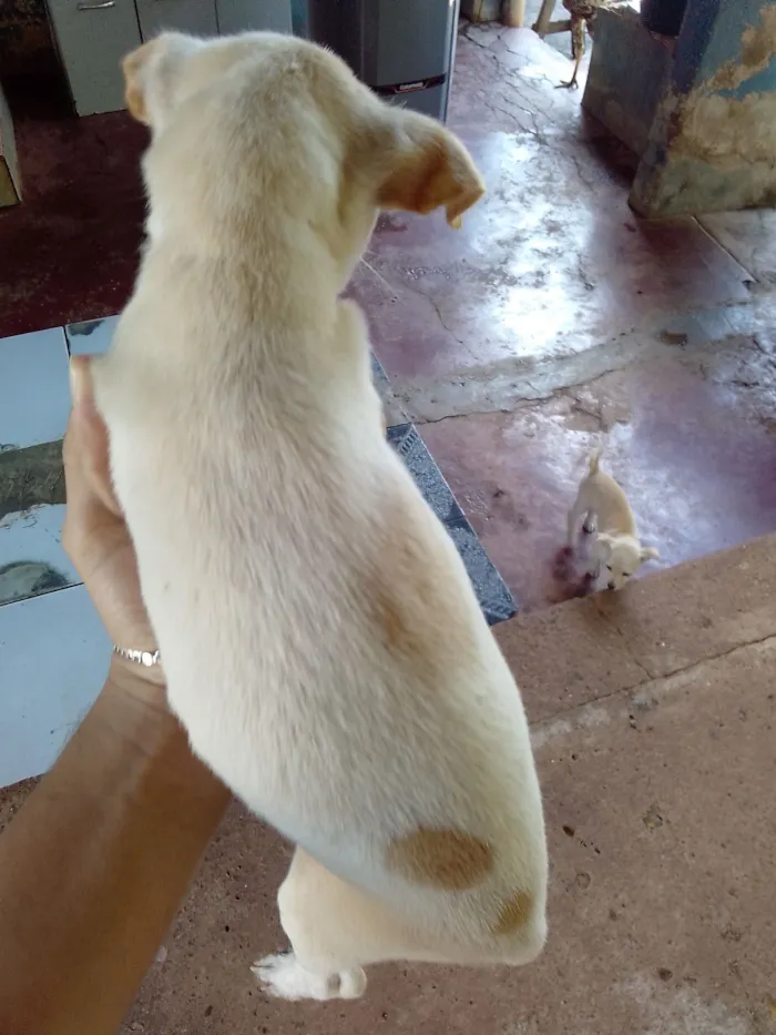 Cachorro raça Pinscher idade Abaixo de 2 meses nome Não tem nome