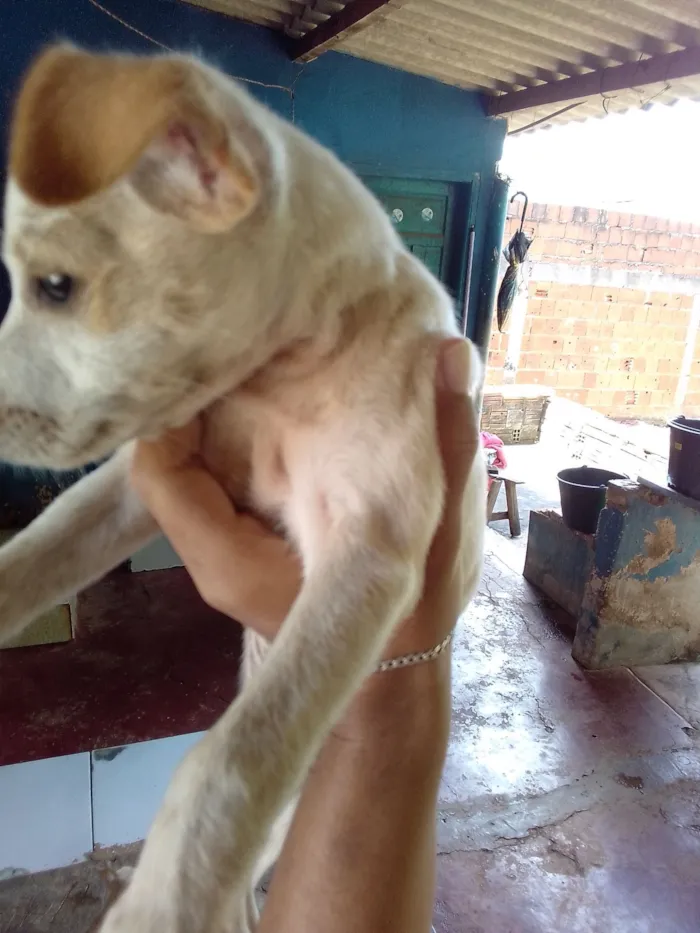 Cachorro raça Pinscher idade Abaixo de 2 meses nome Não tem nome