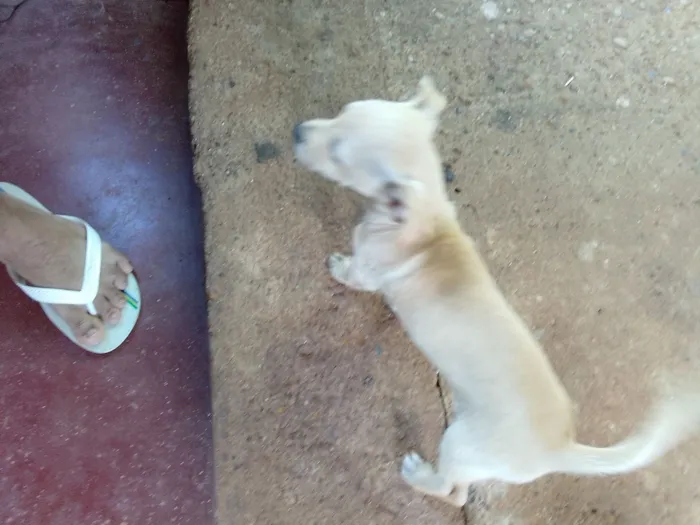 Cachorro raça Pinscher idade Abaixo de 2 meses nome Não tem nome