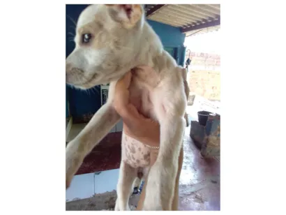 Cachorro raça Pinscher idade Abaixo de 2 meses nome Não tem nome