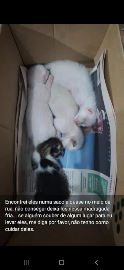 Gato raça SRD-ViraLata idade Abaixo de 2 meses nome 4 filhotes abandonados