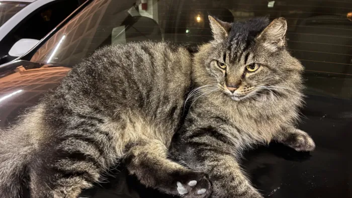 Gato raça Exótico idade 6 ou mais anos nome Mickey