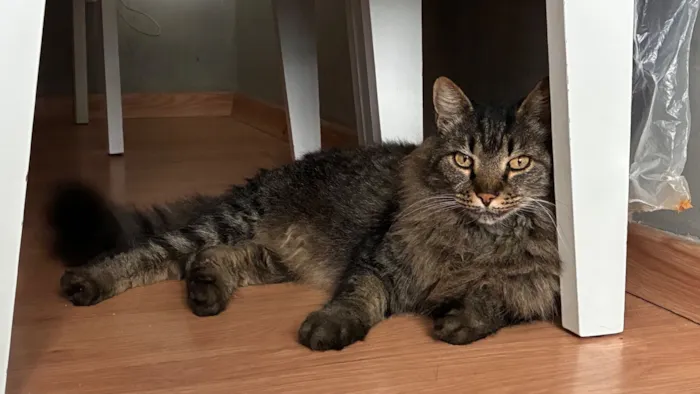 Gato raça Exótico idade 6 ou mais anos nome Mickey