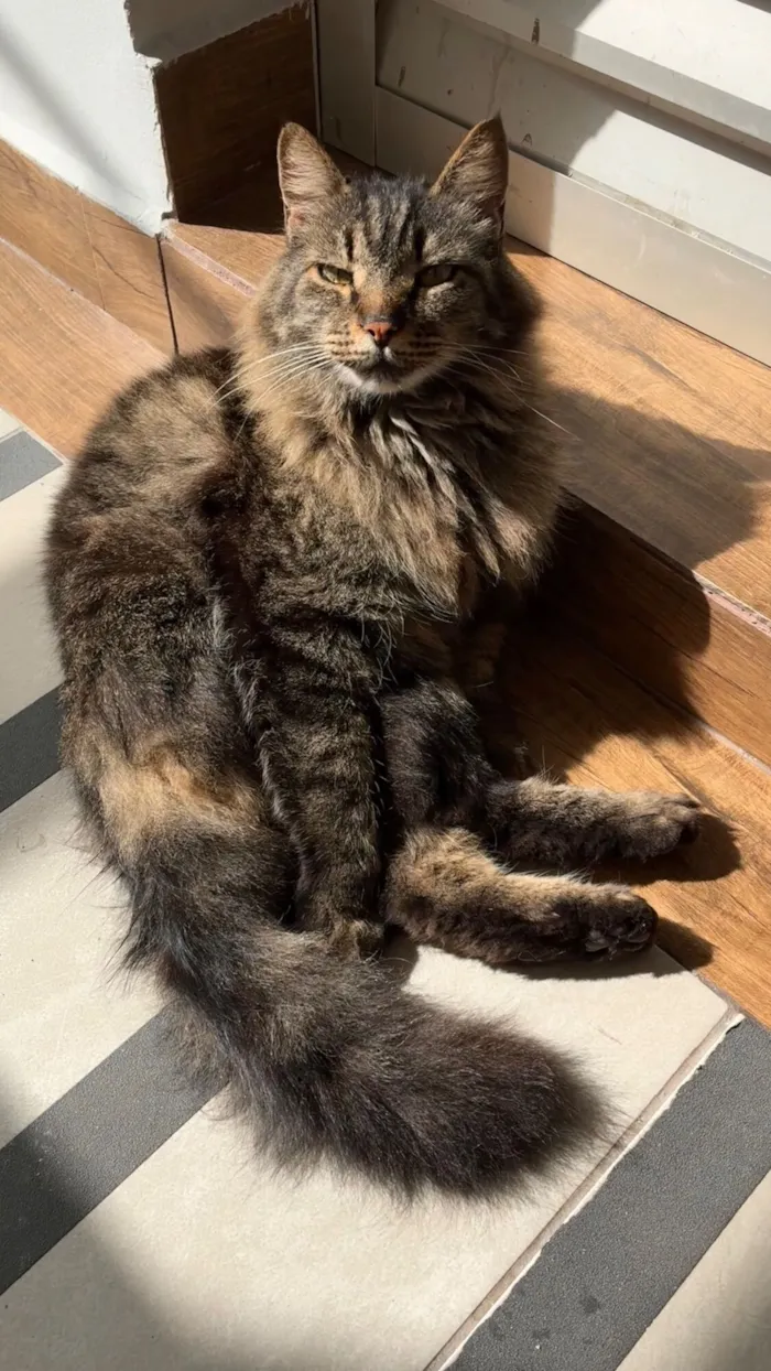 Gato raça Exótico idade 6 ou mais anos nome Mickey