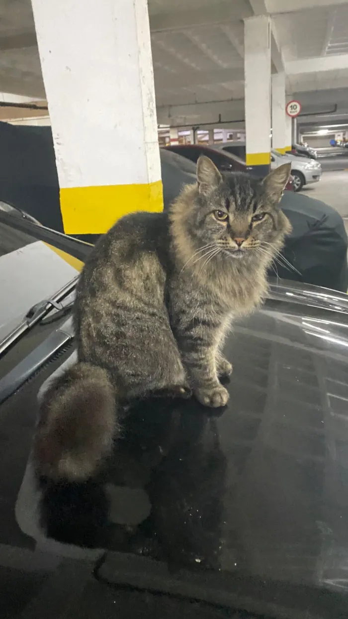 Gato raça Exótico idade 6 ou mais anos nome Mickey