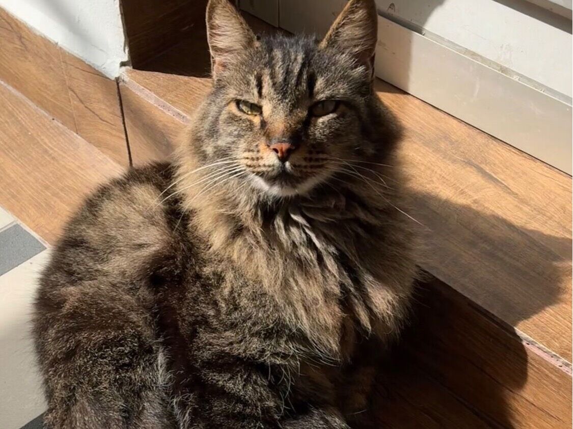 Gato raça Exótico idade 6 ou mais anos nome Mickey