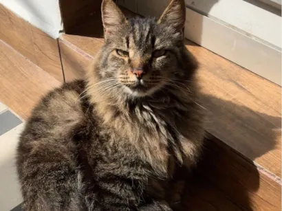 Gato raça Exótico idade 6 ou mais anos nome Mickey