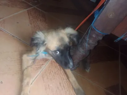 Cachorro raça SRD-ViraLata idade 2 a 6 meses nome Duque
