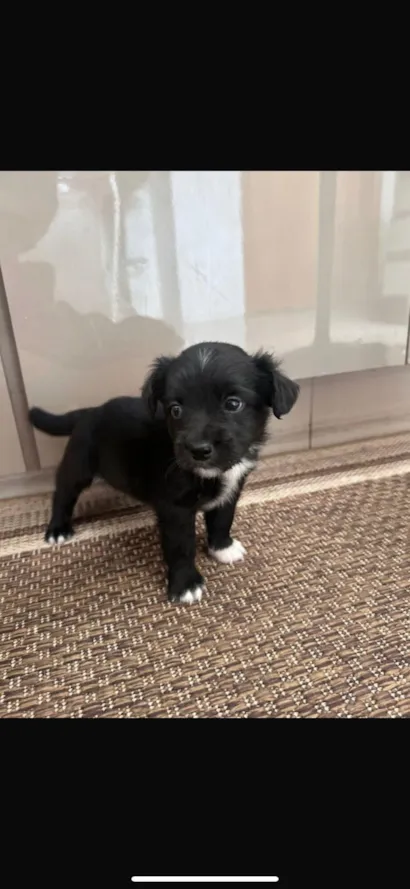 Cachorro raça SRD-ViraLata idade Abaixo de 2 meses nome ainda não tem um nome 