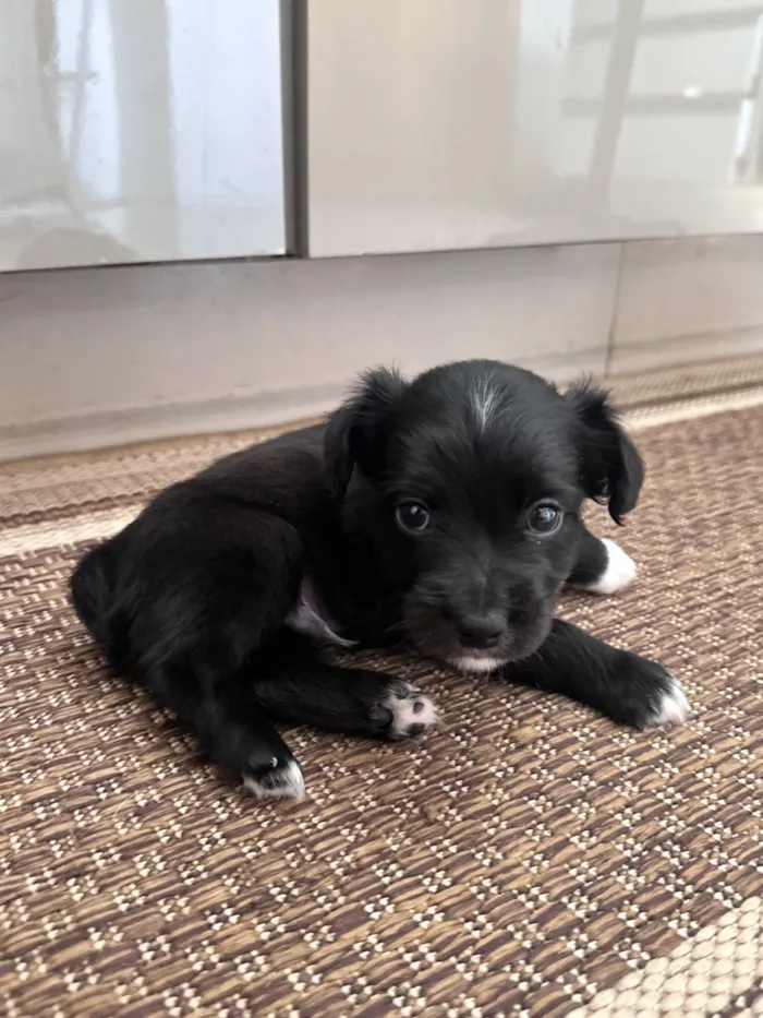 Cachorro raça SRD-ViraLata idade Abaixo de 2 meses nome ainda não tem um nome 