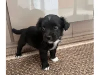 Cachorro raça SRD-ViraLata idade Abaixo de 2 meses nome ainda não tem um nome 