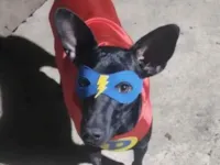 Cachorro raça SRD-ViraLata idade 2 anos nome Messi 