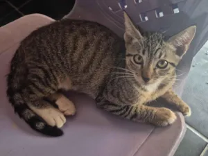 Gato raça SRD-ViraLata idade 2 a 6 meses nome Ele não tem nome 