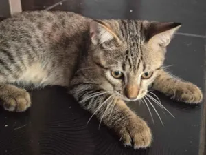 Gato raça SRD-ViraLata idade 2 a 6 meses nome Sem nome definido 