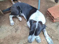 Cachorro raça SRD-ViraLata idade 2 a 6 meses nome Preta e dengue