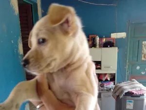 Cachorro raça Pinscher idade Abaixo de 2 meses nome Sem nome
