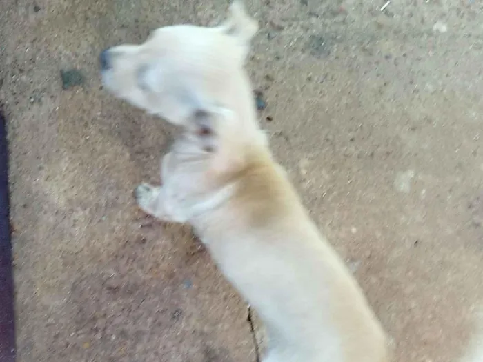 Cachorro raça Pinscher idade Abaixo de 2 meses nome Não tem nome