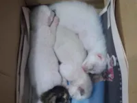 Gato raça SRD-ViraLata idade Abaixo de 2 meses nome 4 filhotes abandonados