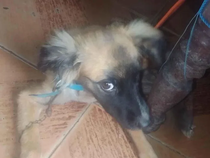 Cachorro raça SRD-ViraLata idade 2 a 6 meses nome Duque