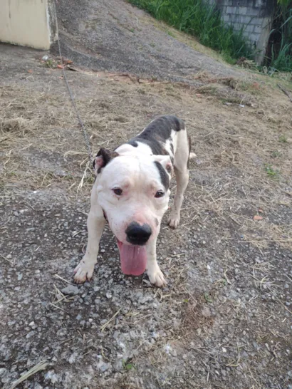 Cachorro raça Pit-Bull idade 2 anos nome Pitbull Perdido em Cajamar