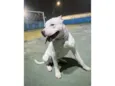 Cachorro raça Pit-Bull idade 1 ano nome Ice