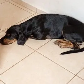 Cachorro raça SRD-ViraLata idade 2 anos nome Haroldo 