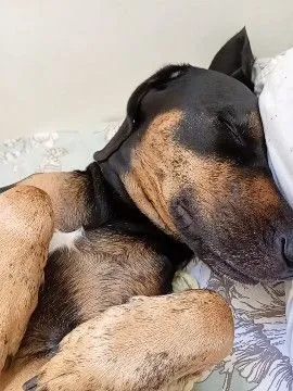 Cachorro raça SRD-ViraLata idade 2 anos nome Haroldo 