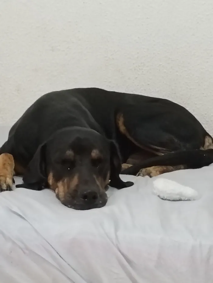 Cachorro raça SRD-ViraLata idade 2 anos nome Haroldo 