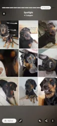 Cachorro raça SRD-ViraLata idade 2 anos nome Haroldo 