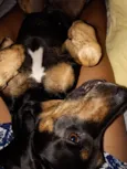 Cachorro raça SRD-ViraLata idade 2 anos nome Haroldo 