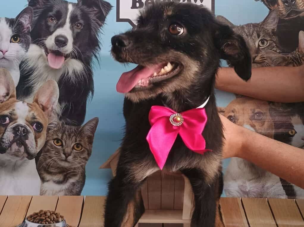 Cachorro raça SRD-ViraLata idade 1 ano nome Pretinha