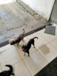 Cachorro raça SRD-ViraLata idade 1 ano nome Pretinha