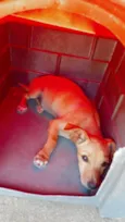 Cachorro raça SRD-ViraLata idade 1 ano nome Branquinha