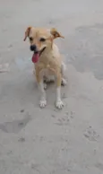 Cachorro raça SRD-ViraLata idade 1 ano nome Branquinha