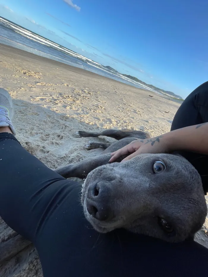 Cachorro raça SRD-ViraLata idade 1 ano nome Zeus