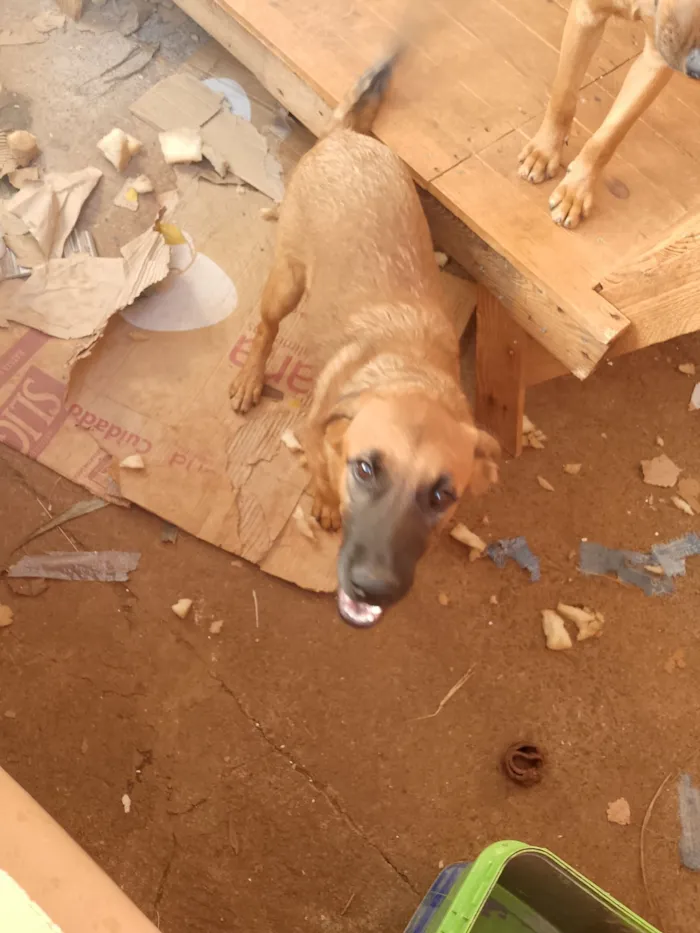 Cachorro raça SRD-ViraLata idade 2 a 6 meses nome Mãezinha e os outros não tem nome 