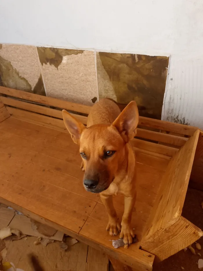 Cachorro raça SRD-ViraLata idade 2 a 6 meses nome Mãezinha e os outros não tem nome 