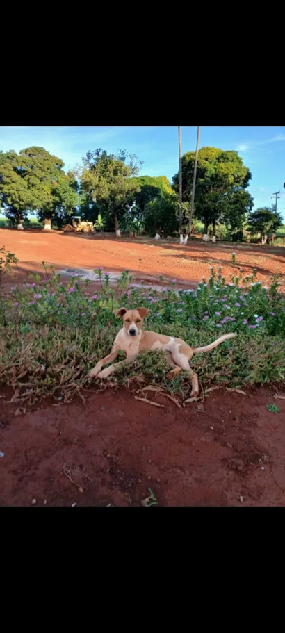 Cachorro raça SRD-ViraLata idade 2 anos nome Suzi