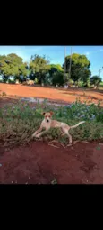 Cachorro raça SRD-ViraLata idade 2 anos nome Suzi
